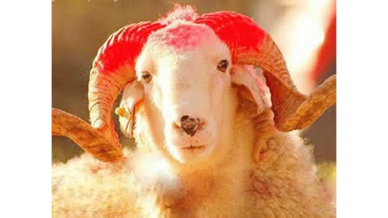 KURBAN BAYRAMI MESAJI